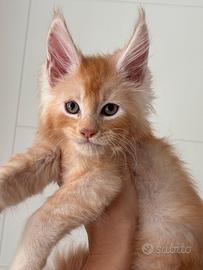 Cucciolo di Maine Coon