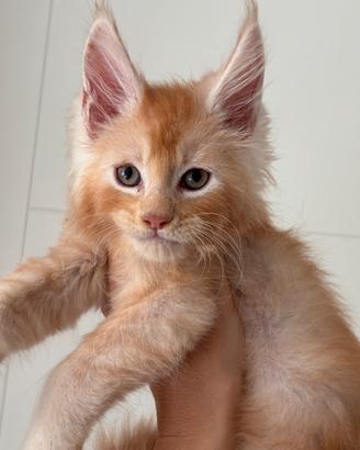 Cucciolo di Maine Coon