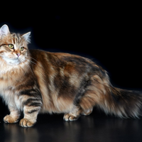 Gatta siberiana
