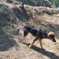 Cane da pastore della Sila