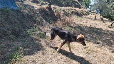 Cane da pastore della Sila