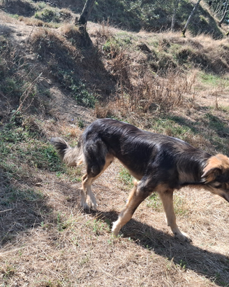 Cane da pastore della Sila
