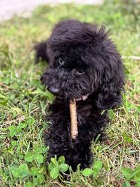 Barboncine Femmine Nere