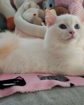 Cucciolo di Ragdoll WhiteAngels Tobi