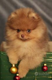 Volpino di pomerania (spitz nano)