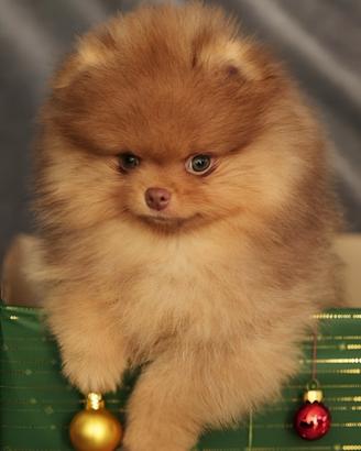 Volpino di pomerania (spitz nano)