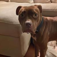 Adozione - pitbull femmina