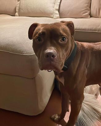 Adozione - pitbull femmina