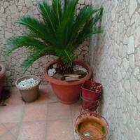 cycas