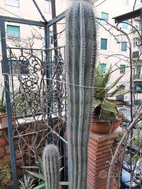 Piante  Grasse Cactus Pachycereus pringlei