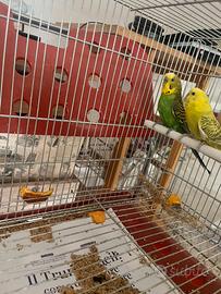 Splendida coppia di cocorita riproduttiva