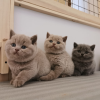 Cuccioli British shorthair ANFI