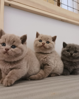 Cuccioli British shorthair ANFI