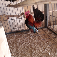 Galline serama