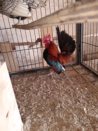 Galline serama