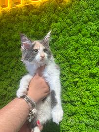 Maine coon