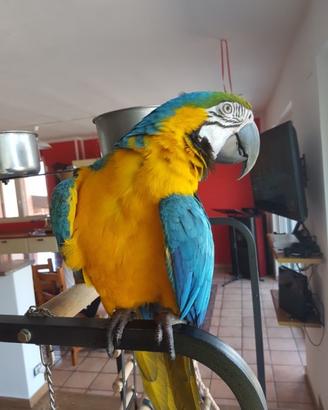 Pappagallo ara ararauna