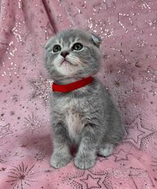 Gattini scottish