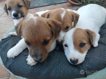 Cuccioli jack russel