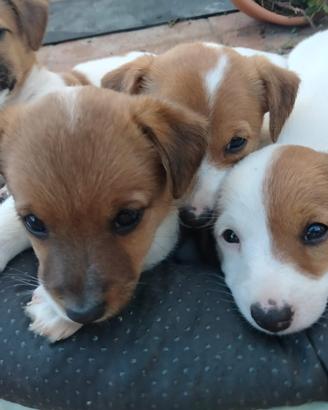 Cuccioli jack russel