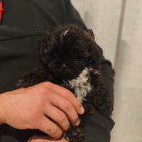 Cucciolo Shih Tzu/ Yorkshire