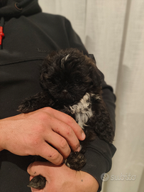 Cucciolo Shih Tzu/ Yorkshire