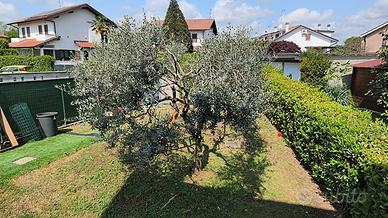 Albero di ulivo