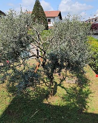 Albero di ulivo
