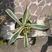 Agave striata