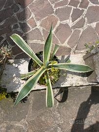 Agave striata