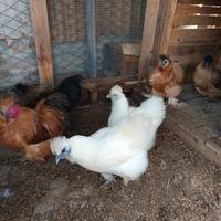 Galline moroseta