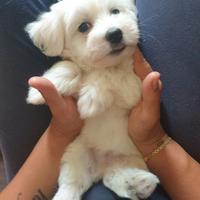 Maltese cuccioli