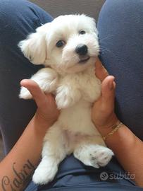 Maltese cuccioli