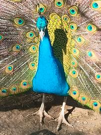 Pavoni nigripennis, coppia riproduttrice