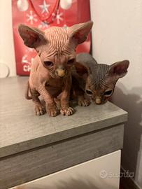 Sphynx
