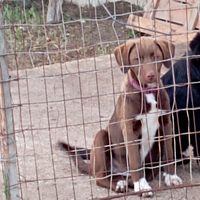 Cagnolina di 4 mesi da dare