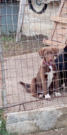Cagnolina di 4 mesi da dare