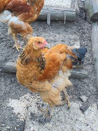 Galletti brahma