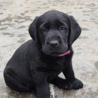 Labrador retriever