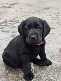Labrador retriever