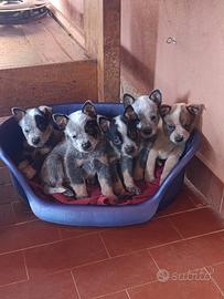 Australian Cattle Dog