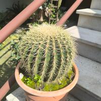 cactus in vaso