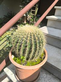 cactus in vaso