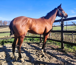 Cavalla purosangue inglese