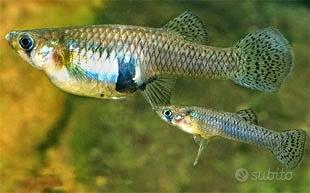Gambusia affinis