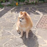 Cane Spitz fidanzata