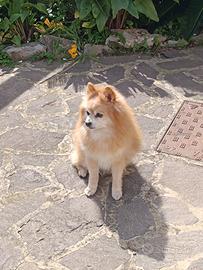 Cane Spitz fidanzata