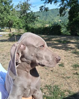Cucciolo di waimaraner
