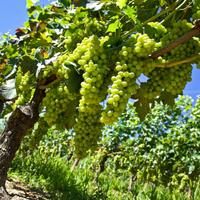 Amare e Produrre " MOSCATO "