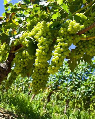 Amare e Produrre " MOSCATO "